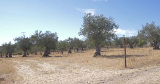 Olivo Rama Granja Orgánica Árboles — Vídeo de stock