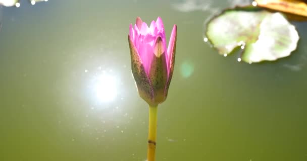 Czas Wygaśnięcia Otwarcia Kwiatu Lilii Wodnych Bliska — Wideo stockowe