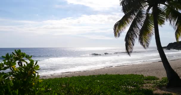 Tropisch Strand Palm Bomen Weelderige Groene Gebladerte Langs Een Tropische — Stockvideo