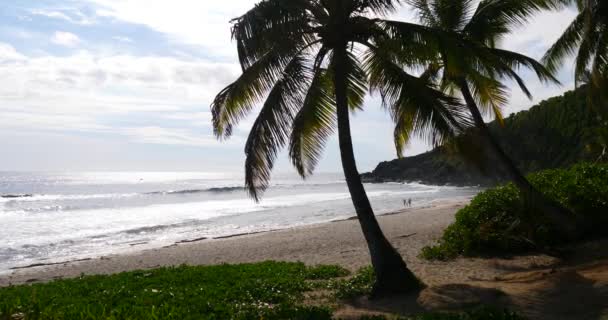 Tropical Beach Och Palm Träd Frodiga Gröna Blad Längs Ett — Stockvideo