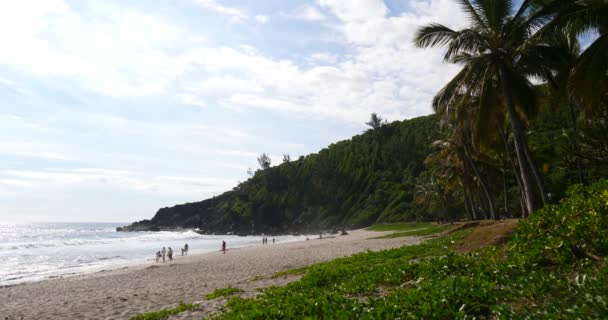 Playa Tropical Palmeras Exuberante Follaje Verde Largo Mar Tropical Durante — Vídeo de stock