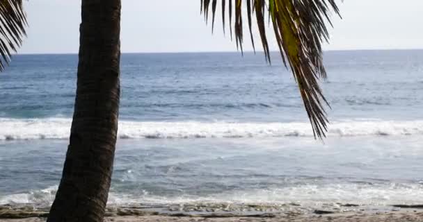 Tropical Beach Och Palm Träd Frodiga Gröna Blad Längs Ett — Stockvideo