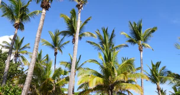 Palmbomen Zonnige Tropische Vakantie Weer Met Blauwe Lucht — Stockvideo