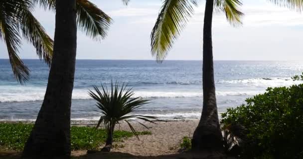 Drzewa Tropikalne Plaża Palmy Bujne Zielone Liście Wzdłuż Tropikalne Morze — Wideo stockowe