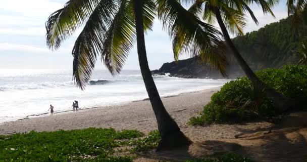 Tropischer Strand Und Palmen Üppiges Grünes Laub Entlang Eines Tropischen — Stockvideo