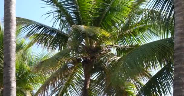 Пальмы Солнечная Тропическая Погода Отдыха Голубым Небом — стоковое видео