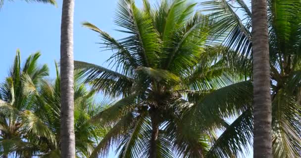 Palmeiras Clima Férias Tropical Ensolarado Com Céu Azul — Vídeo de Stock