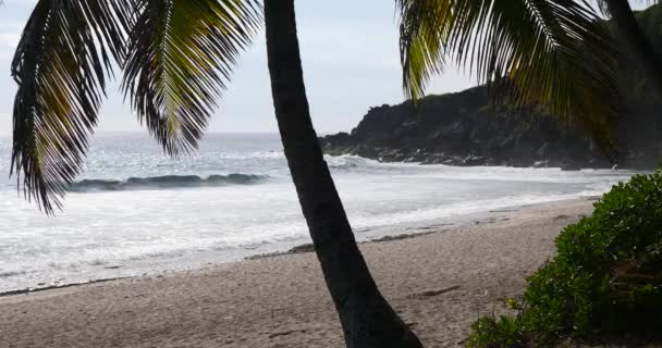 Tropical Beach Palm Trees Lush Green Foliage Tropical Sea Bright — Stock Video