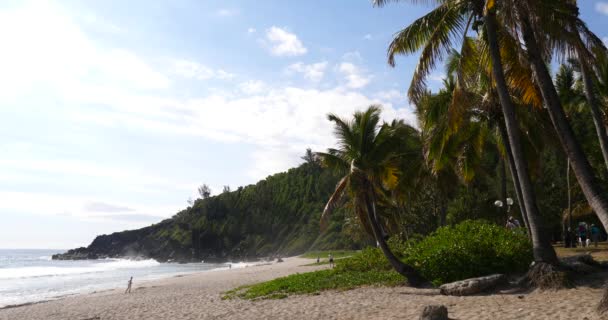 Tropical Beach Pálmafák Között Buja Zöld Lombok Alatt Egy Világos — Stock videók