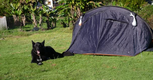 Σκυλί Εκτός Από Σκηνή Camping Για Ασφάλεια Ένα Αγροτικό Χωριό — Αρχείο Βίντεο