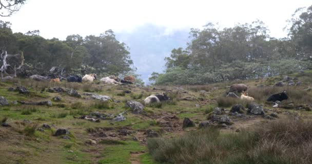 野生牛やフィールドで放牧牛 有機虐待無料ピクチャレスク山背景牛の幸せな動物と高山の風景のフレーミング — ストック動画