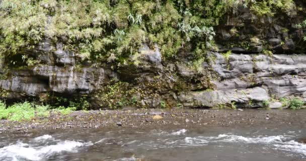 Τροπικό Δάσος Ποταμού Φόντο Φύση Βλάστησης Εκτελούνται Βραχώδη Ροή Νερού — Αρχείο Βίντεο