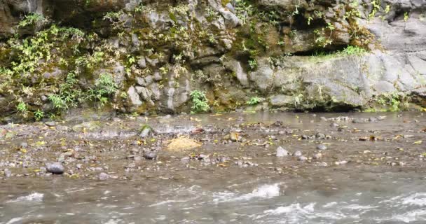 Река Тропический Лес Растительностью Природный Фон Текучая Вода Каменистый Поток — стоковое видео