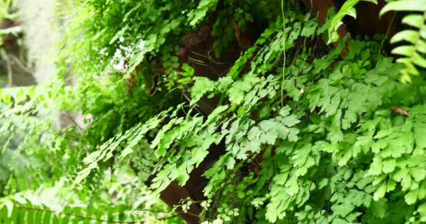 Vista Cerca Las Plantas Verdes Roca — Vídeo de stock