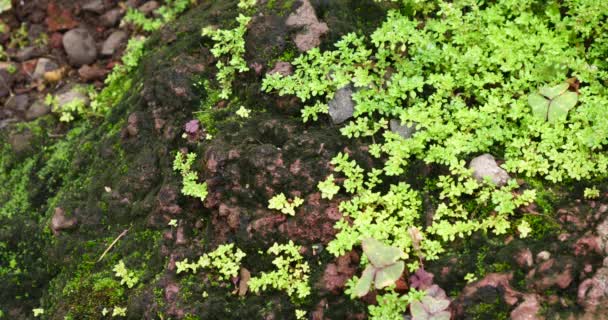 Nahaufnahme Von Grünen Pflanzen Auf Felsen — Stockvideo