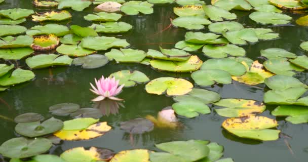水百合花在禅宗平静美丽的湖或池塘与小鱼游泳在平静的背景下 — 图库视频影像