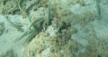 Tropic ışık ışınları ile balıklar sualtı görünümü cennet deniz mercan kayalığı kirliliği can ile temiz mavi su 