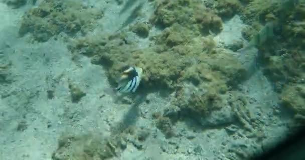 Peces Tropicales Vista Submarina Con Rayos Luz Paraíso Mar Con — Vídeo de stock