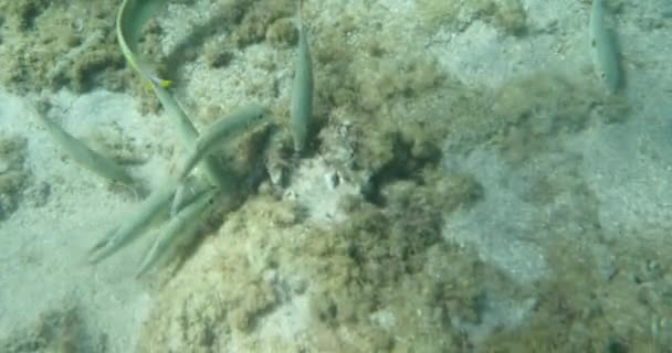 Тропік Риб Підводний Подання Світла Балки Рай Море Помираючим Кораловий — стокове відео