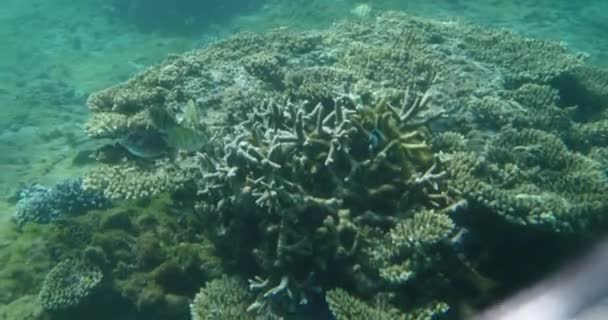 热带鱼水下观与光束天堂海与死亡珊瑚礁污染清澈的蓝水 — 图库视频影像