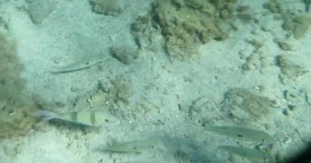 Tropic Vissen Onderwater Weergave Met Licht Balken Paradijs Zee Met — Stockvideo