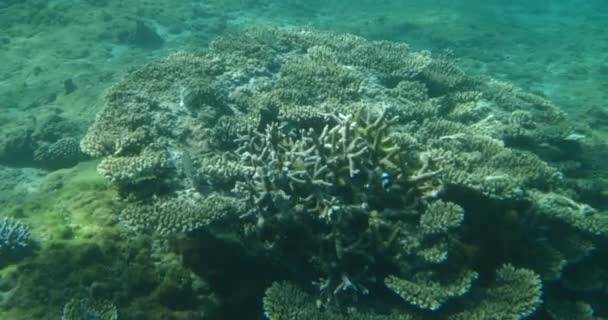 Peces Tropicales Vista Submarina Con Rayos Luz Paraíso Mar Con — Vídeo de stock