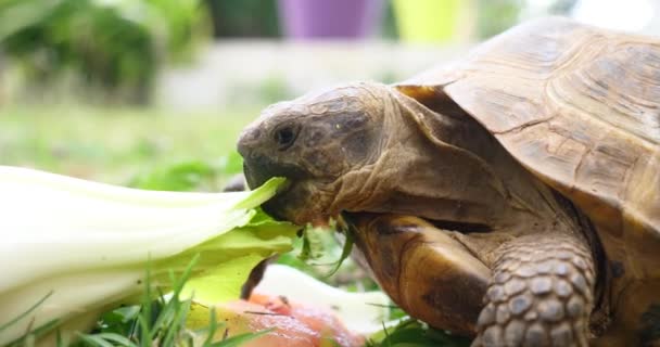 Testudo Hermanni Χελώνα Τρώει Καρπούζι Και Πράσινα Φύλλα Χαριτωμένα Ζώα — Αρχείο Βίντεο