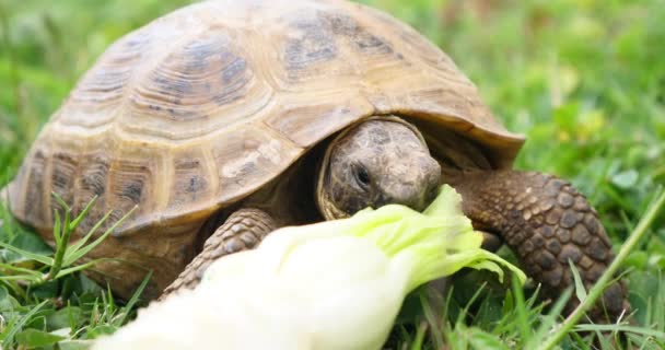 Черепаха Testudo Hermanni Ест Арбуз Зеленые Листья Милые Исчезающие Животные — стоковое видео