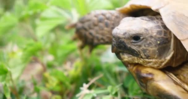 Черепаха Медленно Движется Сцене Зеленой Траве Медленно Шагая Глядя Камеру — стоковое видео