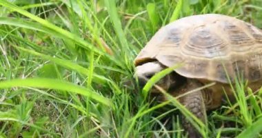 Kaplumbağa yavaş yavaş kameraya, seyir yürüyüş yeşil çimenlerin üzerinde sahne hareket eski antik tropikal vahşi hayvan tehlikede.
