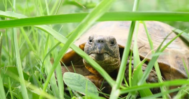 Черепаха Повільно Рухається Крізь Сцену Зеленій Траві Ходить Повільно Дивлячись — стокове відео