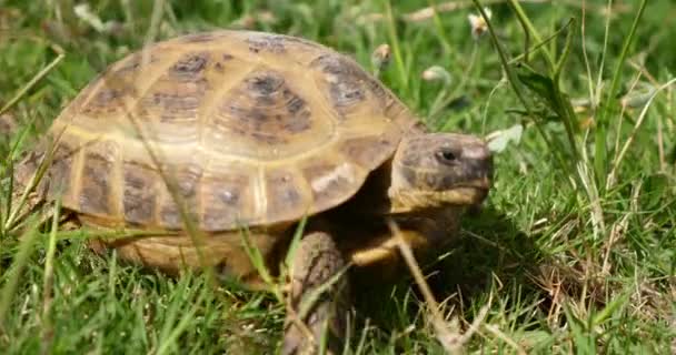 Schildpad Langzaam Bewegen Door Scène Groen Gras Lopen Langzaam Kijken — Stockvideo