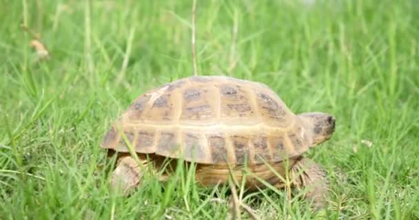 Sköldpaddan Sakta Flyttar Genom Scenen Grönt Gräs Långsamt Tittar Kameran — Stockvideo