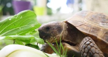 Kaplumbağa Testudo hermanni karpuz yiyor ve yeşil yaprakları, yeme meyve yakın çekim yakışıklı nesli tükenmekte olan hayvan, tropikal yaban hayatı 