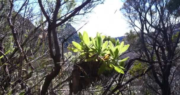 Dramatik Yüzey Yanardağ Krater Siyah Manzara Bitki Örtüsü Reunion Etkin — Stok video