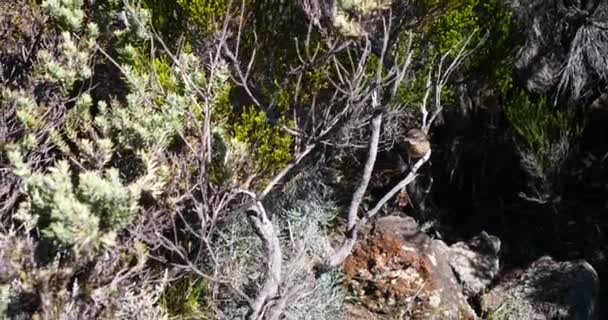 劇的な表面火山クレーター 黒い風景や植生の再会 アクティブでない穏やかな溶岩と熱帯の島 — ストック動画