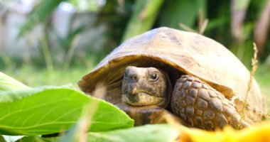 Kaplumbağa Testudo hermanni karpuz yiyor ve yeşil yaprakları, yeme meyve yakın çekim yakışıklı nesli tükenmekte olan hayvan, tropikal yaban hayatı