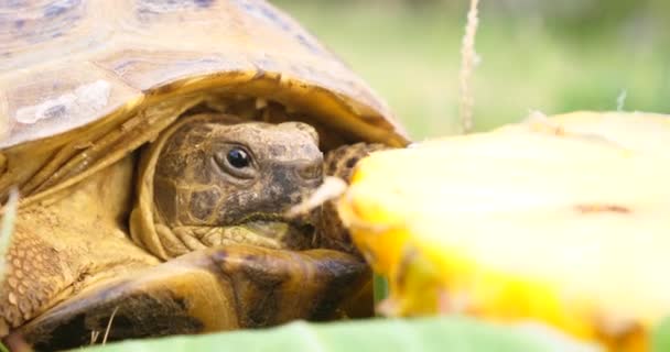 Tartaruga Testudo Hermanni Mangia Anguria Foglie Verdi Simpatico Animale Estinzione — Video Stock