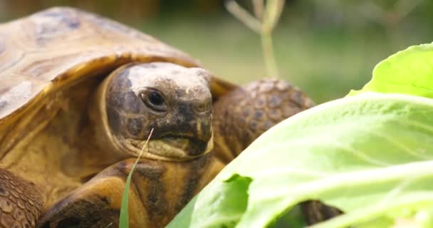 Testudo Hermanni Χελώνα Τρώει Καρπούζι Και Πράσινα Φύλλα Χαριτωμένα Ζώα — Αρχείο Βίντεο