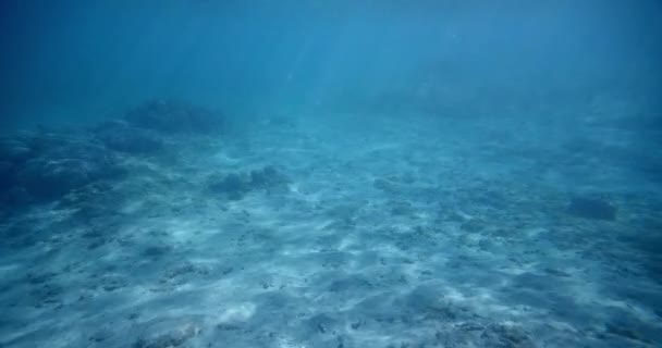 Τροπικός Παράδεισος Στη Θάλασσα Ψάρια Υποβρύχια Προβολή Φως Δοκάρια Πεθαίνουν — Αρχείο Βίντεο