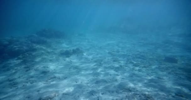 熱帯の魚水中ビューを持つ光ビーム パラダイス海サンゴ礁汚染を死に澄んだ青い水 — ストック動画