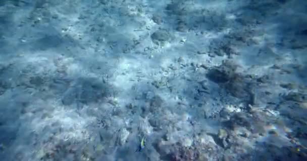 Tropic Fishes Underwater View Light Beams Paradise Sea Dying Coral — Stock Video