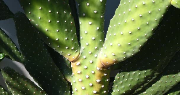 植物園 緑の熱帯植物 サボテン — ストック動画