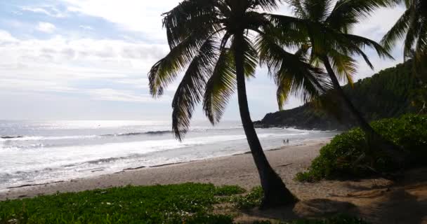 Trópusi Strand Pálmafa Buja Zöld Lombok Alatt Egy Világos Napsütéses — Stock videók