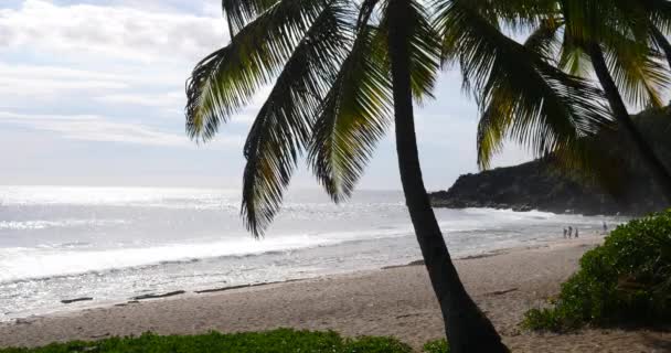 Tropická Pláž Palmu Svěží Zelené Listoví Podél Tropického Moře Během — Stock video