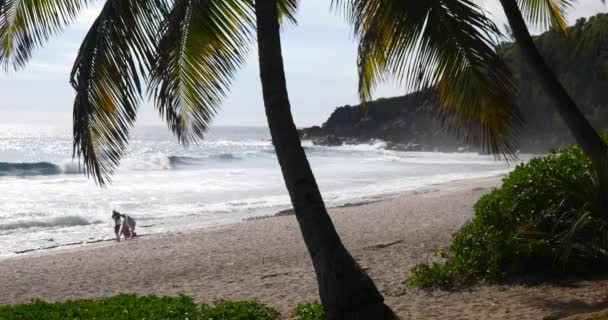 熱帯のビーチとヤシの木 緑豊かな 明るい 晴れた日 砂の楽園風景 観光中に熱帯海に沿って緑リラックス瞑想 休日レクリエーション キャスト離れて先を探索 — ストック動画