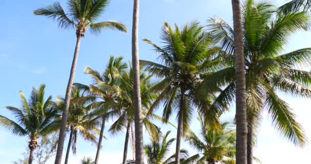 Palm Trees Sunny Tropical Holiday Weather Blue Sky — Stock Video