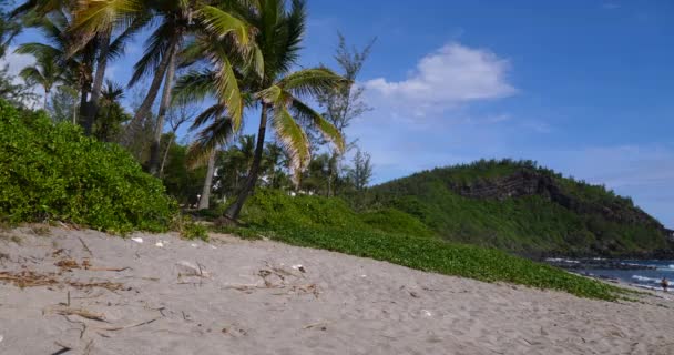 Spiaggia Tropicale Palma Lussureggiante Fogliame Verde Lungo Mare Tropicale Durante — Video Stock