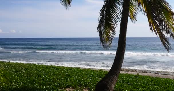 Playa Tropical Palmera Exuberante Follaje Verde Largo Mar Tropical Durante — Vídeos de Stock