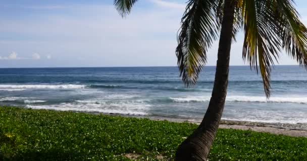 Praia Tropical Palmeira Exuberante Folhagem Verde Longo Mar Tropical Durante — Vídeo de Stock